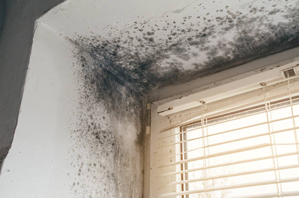 Affordable Mold Removal solutions in Hoffman Estates, IL